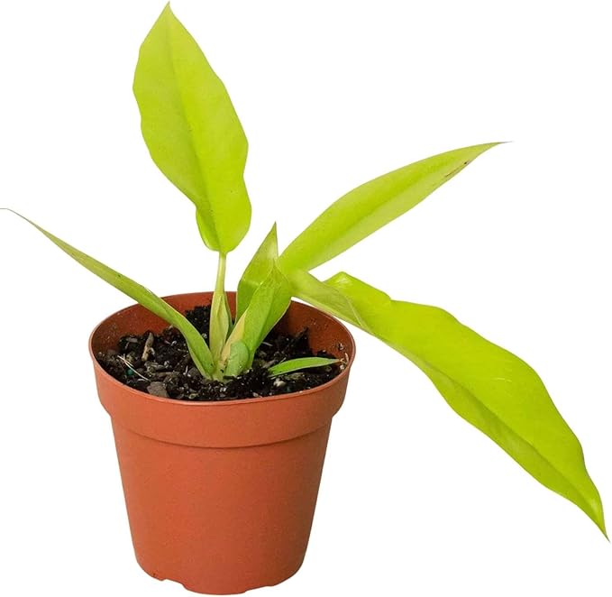 Philodendron Golden Ring of Fire Live Plant for Indoor | Different Houseplants in 4'' & 6'' Pot | Real House Plant for Living Room, Office, Desk & Bathroom | Golden Saw