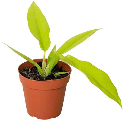 Philodendron Golden Ring of Fire Live Plant for Indoor | Different Houseplants in 4'' & 6'' Pot | Real House Plant for Living Room, Office, Desk & Bathroom | Golden Saw