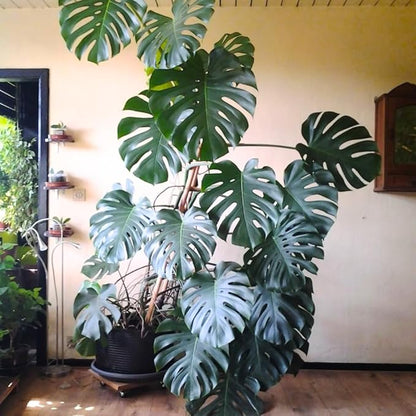 2 Rare Philodendron Live Plants Varieties Collection, Philodendrons Plants Size 5-9 Inc for Indoor Houseplant Décor, Ornamental Tropical Well-Rooted (Monstera Swiss Cheese Round Leaf)