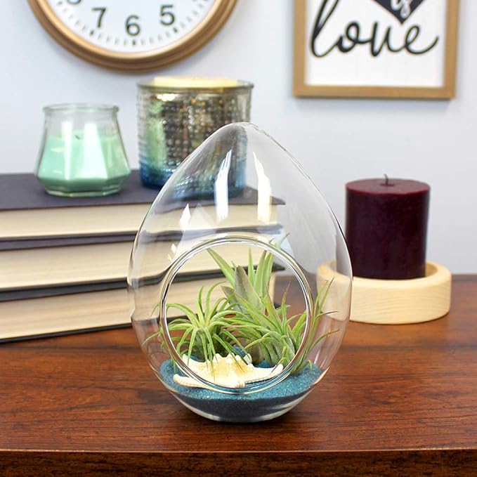 6-Inch Teardrop Glass Terrarium Complete Kit with 3 Live Tillandsia Air Plants, Colored Sand and Seashells (Blue Sand)