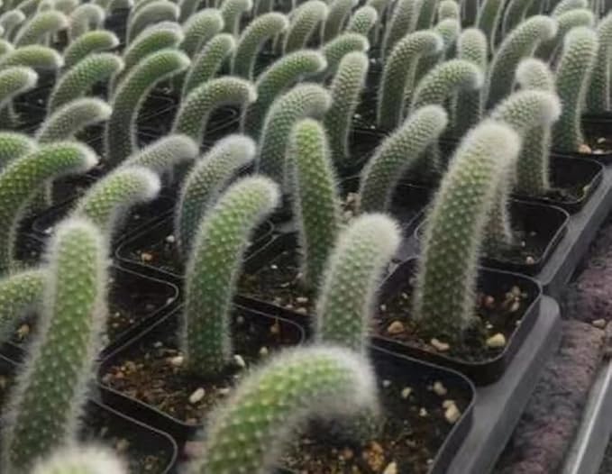Monkey Tail Plant Live for Planting, Home Decoration Monkeys Tail Cactus in 2 Inches Pot