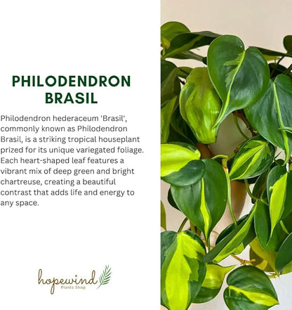 Hopewind Plnats Shop - Philodendron hederaceum Brasil, Rare Variety, Live Indoor Plant, 4 inch Pot
