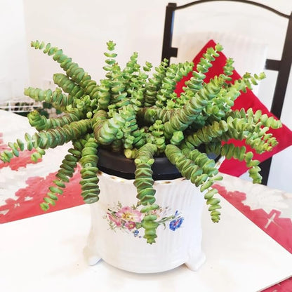 String of Buttons Live Plants, Easy Indoor Trailing Succulent in 4" Pot, Hanging Succulent Houseplant Indoor Outdoor Planting
