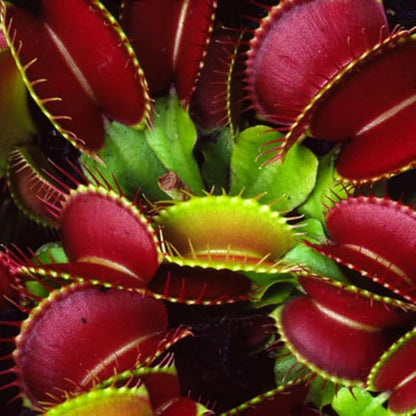 3 Starter Venus Dragon Fly Trao Live Plant in Pot, Live Venus Fly Traps for Terrarium Outdoor Indoor Gardening