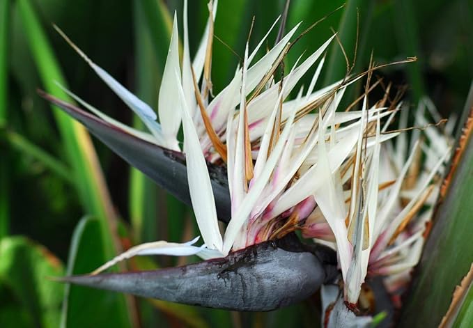 Giant White Bird of Paradise - Live Plant in a 3 Gallon Pot - Strelitzia Nicolai - Stunning Tropical Evergreen Plant