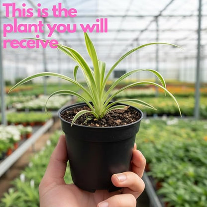 Curly Spider Plants Live House Plant | 4 Inch Pot Hanging Bonnie Spider Plant | Low Maintenance, Thrives in Home & Office, Perfect for Plant Enthusiasts