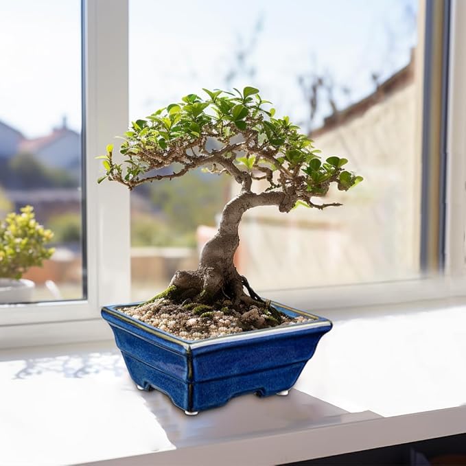 Bonsai Pots Shallow Succulent Planters for Live Bonsai Trees Set of 2, 6.3" Ceramic Pot for Succulents Indoor with Drainage Hole, Outdoor Cactus Plant Bonsai Pot, Ceramic Flower Pot