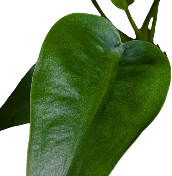 BubbleBlooms Alocasia 'Tiny Dancer' in a 4 inch Pot