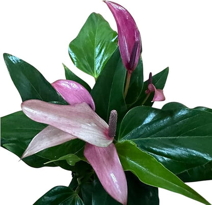 Anthurium (12"-14" Tall) Unique and Gorgeous Live Indoor Plant, Easy Care and Easy to Grow, Bloom Plant, 4 inch Pot (Zizou Purple)