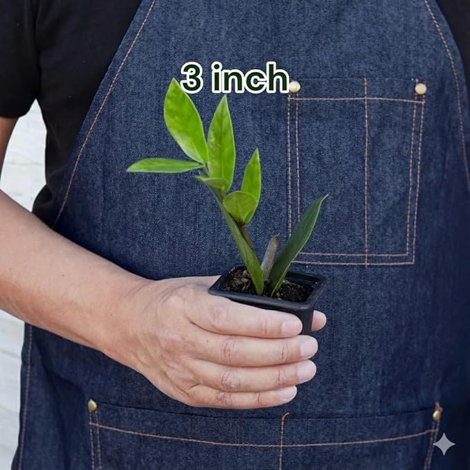 ZZ Plant 3/4/6/8" - Zamioculcas Zamiifolia Raven Plant- Indoor Easy Care House Plant - Live Plant (3" Pot)