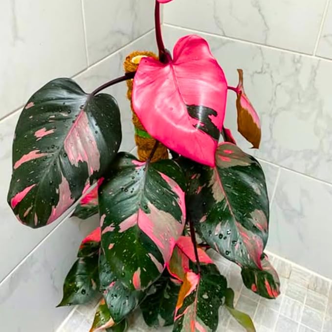2 Rare Philodendron Live Plants Varieties Collection, Philodendrons Plants Size 5-9 Inc for Indoor Houseplant Décor, Ornamental Tropical Well-Rooted (Random Philodendron Plants)