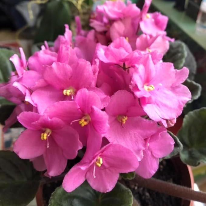 African Violets Live Plants, African Violet Plant Live House Plants, 4 Inc Potted, 4 to 6 Inc Long (Pink)