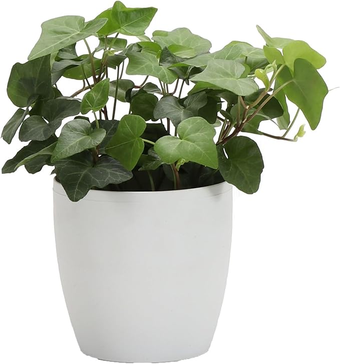 Thorsen's Greenhouse Live Green English Ivy Plant, Hedera Helix, Natural Air Purifier, Easy to Grow, Live Indoor Houseplant, 4" Diameter Pot (Natural)