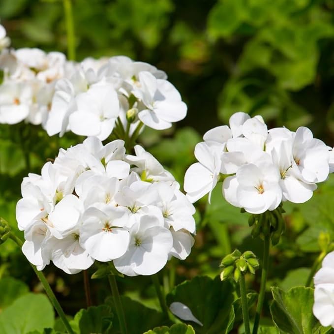 Park Seed Geranium Flowering Plant Seeds, Maverick White Hybrid with Large Glowing Blooms, Heat and Humidity Tolerant Compact Pelargonium, Pack of 10