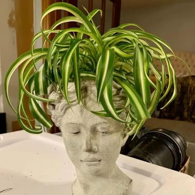 Live Variegated Curly Spider Plant 4 Inch Pot, Curly Spider Plant Live, Variegated Houseplant for Indoor Growth