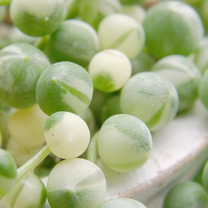 Variegated String of Pearls Plant, Live Succulent Vine in Pot, Rare Indoor Houseplant (4 Inch Pot)