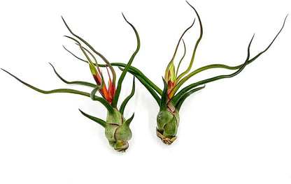 ragnaroc Air Plants - Flowering Tillandsia Bulbosa Guatemala, Large 3-5" - 2ct - Live Arrival Guaranteed - House Plants for Home Decor & Gift