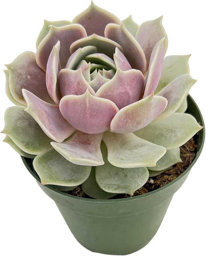Live Succulent Plants Echeveria 'Lola', Rare Succulents Fully Rooted in 4" Pots with Soil, Easy-Care House Plant, with Heat Pack for Winter Shipping