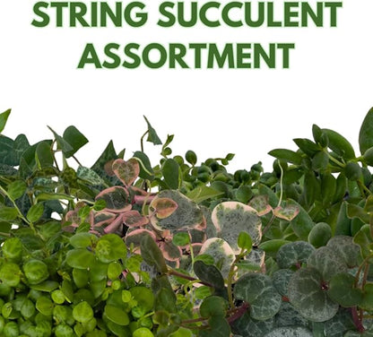 BubbleBlooms String Assortment 4 inch Pots Set of 3 Trailing Succulent Plants