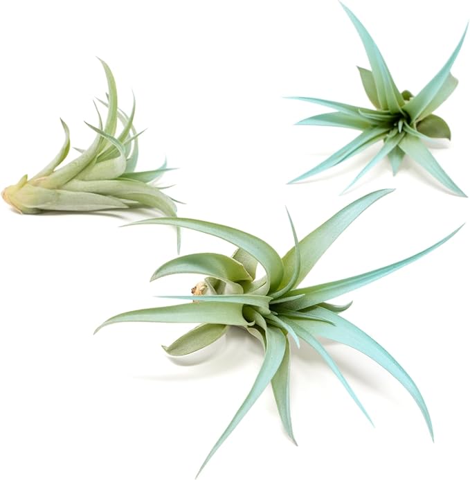 Light Blue Colorful Tillandsia Air Plants -Long Lasting Color Enhanced Live Tillandsia Succulent House Plants - Home and Garden Decor -Easy Care Indoor/Outdoor Plants (Brachycaulos Abdita, Single)