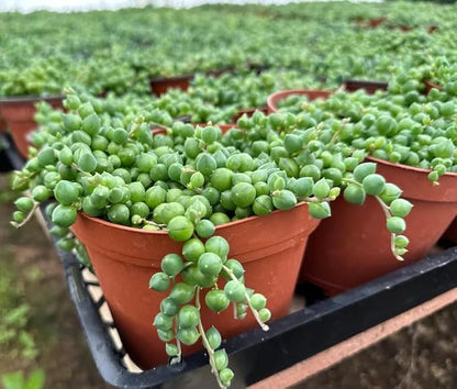 String of Pearls Plant Live for Planting, Hanging Succulent Plant for Indoor Outdoor in 4 Inch Pot
