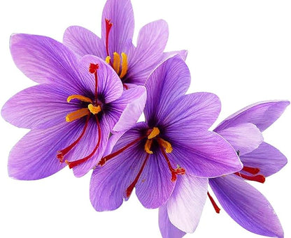 20 Jumbo Saffron Sativus Crocus Corms for Planting 2025 - Large 9/10 cm Saffron Crocus Bulbs - Premium Crocus Sativus for High-Yield Saffron Harvest