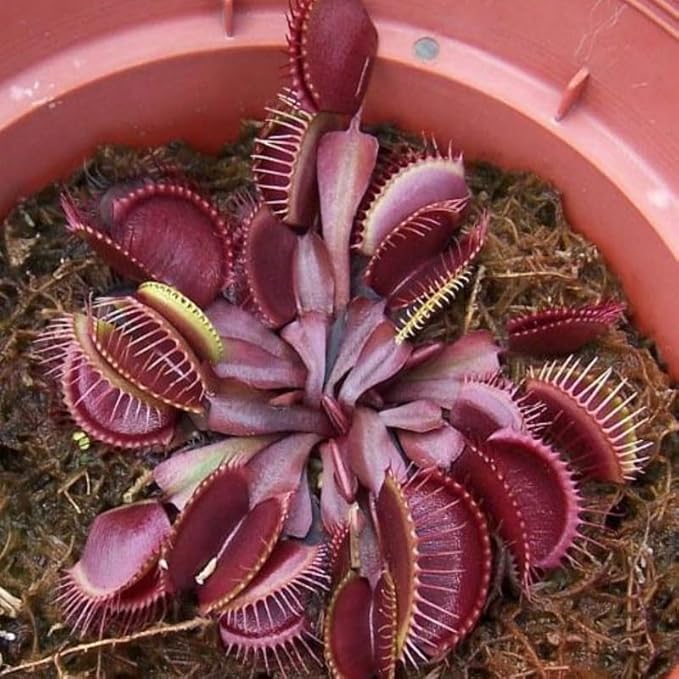 Set 3 Dragon Venus Fly Traps Live Plant, Starter Plants Ready for Outdoor Terrarium Garden