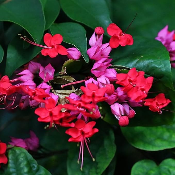 Bleeding Heart Plant Live, 4 to 8 Inch Tall, Clerodendrum Bleeding Heart Houseplant Well Rooted, Fragrant Bleeding Heart Vine (Red Purple Bleeding Heart)