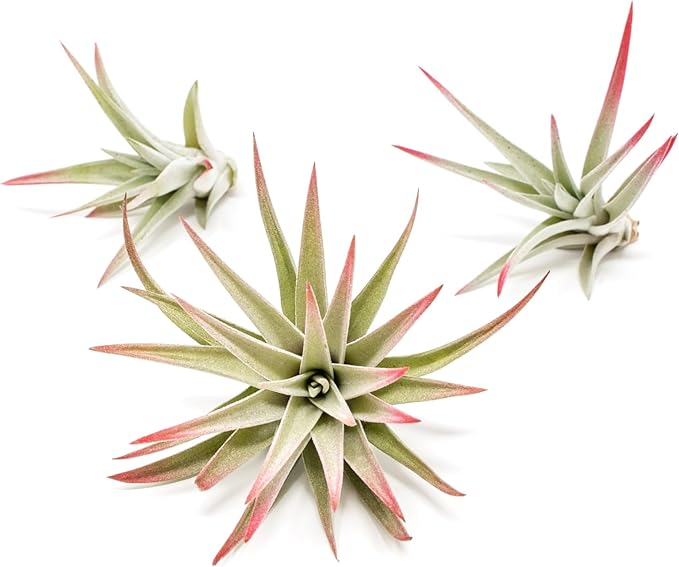 Red Colorful Tillandsia Air Plants - Long Lasting Color Enhanced Live Tillandsia Succulent House Plants - Home and Garden Decor - Easy Care Indoor/Outdoor Plants (Harrisii, Single)