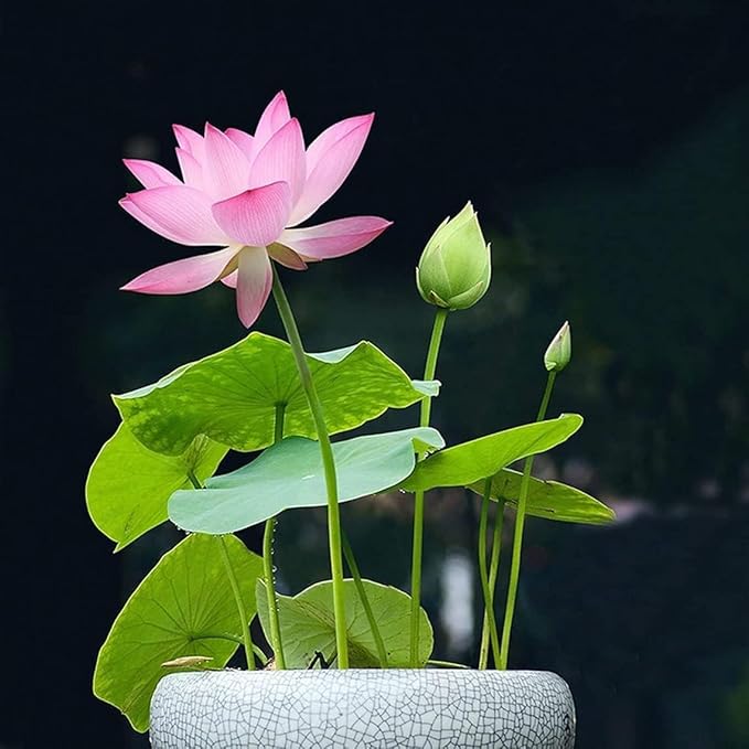 25 Lotus Seeds for Planting in Water Bowl, Non-GMO Mixed Lotus Seeds, 80%+ Germination Rate Water Lilly Seeds, Beautiful Water Plants for Home, Garden, Indoor and Outdoor