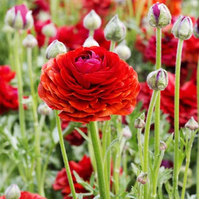 Red Ranunculus Flowers Bulbs for Spring Planting, Perennial Flower Bulbs, Early Spring Flower to Plant Outside, Colorful Blooms Groundcover Bulbs, Top Size