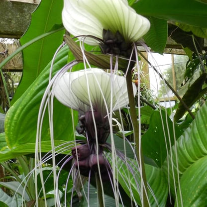 White Bat Flower Live Plant, 4-8" Tall Bat Flower Plant, Tacca Chantrieri, Well Rooted Houseplant, No Pot