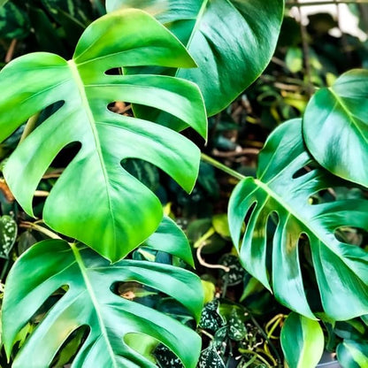 Rare Monstera Plant, Monstera Live Plant Fully Rooted, Ready to Grow Philodendron 4-8 Inches, Live Houseplants, Indoor Plants (Split-Leaf Monstera)