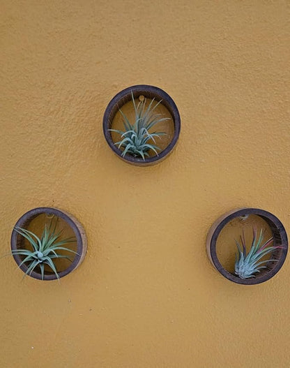 3 Piece Bamboo Air Plant Rings - Hang or Wall Mount. All Natural Unique Air Plant Holder - Small to Xtra Lrg Plants. (3 Rings / 3 Ionantha)