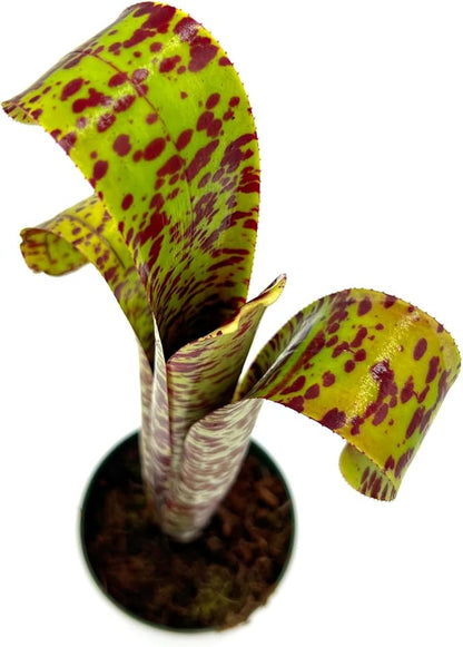 ragnaroc Live Plants – Bromeliad Billbergia Marmorata, 12" in 5" Pot - 1ct - Live Arrival Guaranteed - House Plants for Home Decor & Gift