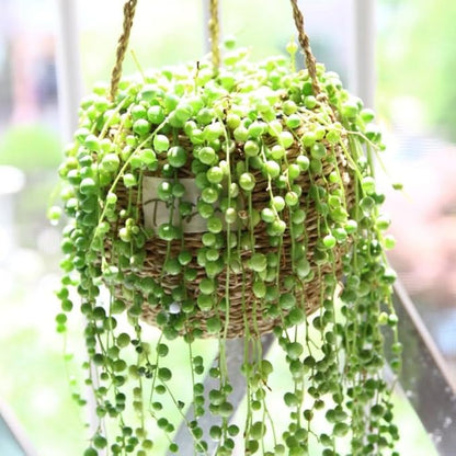 String of Pearls Plant Live, Trailing Succulent Vine, Rare Live Indoor Plant in Pot