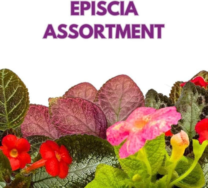 Harmony's Flame Violets Colorful Episcia Grower's Choice Mix 2 inch Set of 6 Rare Variegated and Collector's Varieties