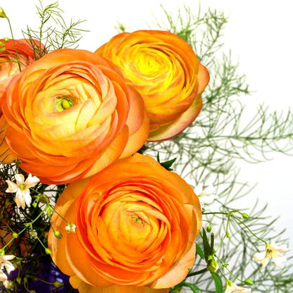 Orange Ranunculus Flowers Bulbs for Spring Planting, Perennial Flower Bulbs, Early Spring Flower to Plant Outside, Colorful Blooms Groundcover Bulbs, Top Size