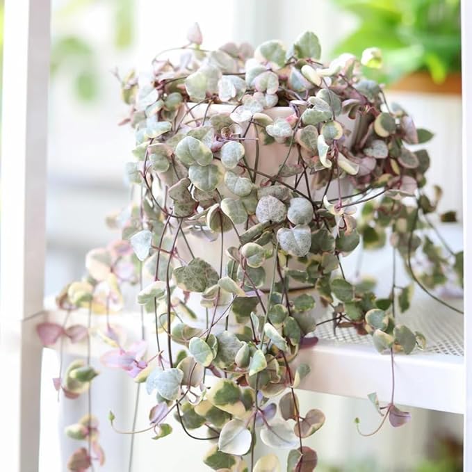 Ceropegia Woodii Variegated String of Hearts Plant Live, Rare Succulent Trailing Vine in Pot, Indoor Houseplant