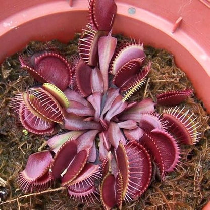 3 Starter Venus Dragon Fly Trao Live Plant in Pot, Live Venus Fly Traps for Terrarium Outdoor Indoor Gardening