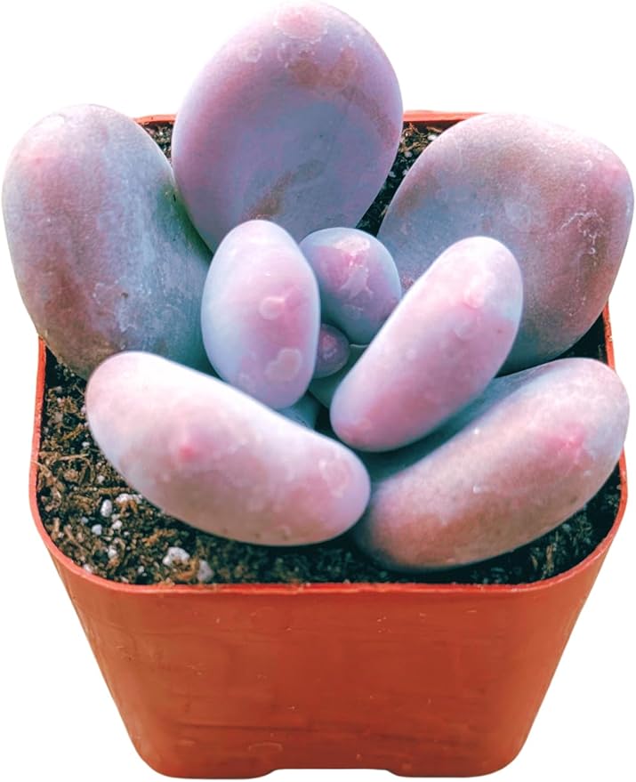 Succulents Plants Live 2" Pachyphytum Pink Moonstone, Live Mini Succulent Plants, Easy Care House Plants Rooted in Succulent Soil Mix, by The Succulent Cult