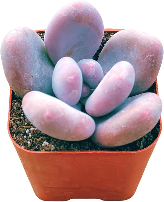 Succulents Plants Live 2" Pachyphytum Pink Moonstone, Live Mini Succulent Plants, Easy Care House Plants Rooted in Succulent Soil Mix, by The Succulent Cult