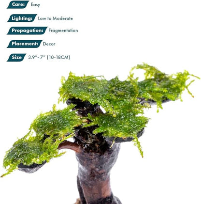 SubstrateSource Live Planted Decor - Moss on Bonsai (Aquascaping Tree) - Low to Moderate Light, Bright Green Freshwater Accent for Aquatic Layouts, Midground Placement Centerpiece - Small, 1 Pack
