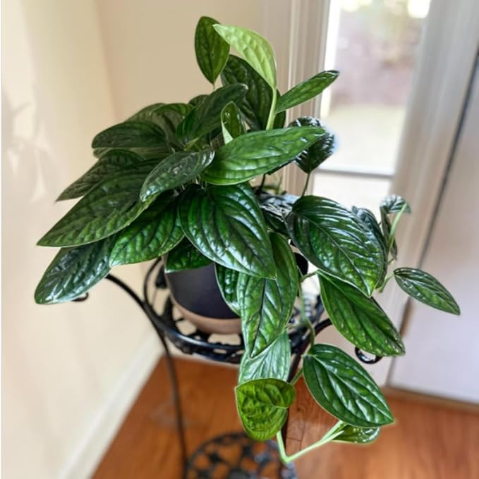 2 Rare Philodendron Live Plants Varieties Collection, Philodendrons Plants Size 5-9 Inc for Indoor Houseplant Décor, Ornamental Tropical Well-Rooted (Monstera Dark Green)