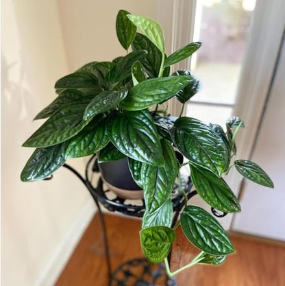 2 Rare Philodendron Live Plants Varieties Collection, Philodendrons Plants Size 5-9 Inc for Indoor Houseplant Décor, Ornamental Tropical Well-Rooted (Monstera Dark Green)