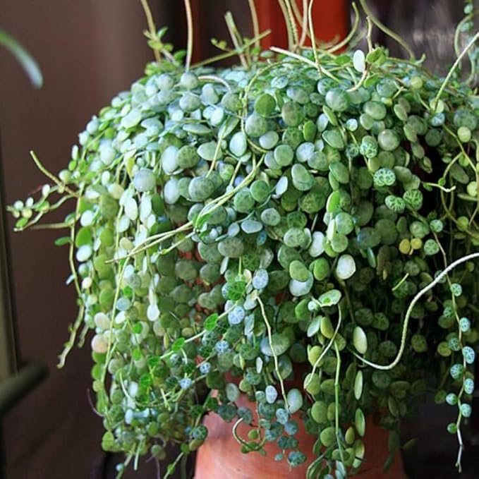String of Turtles Plant Live, Rare Succulent Trailing Vine in Pot, Indoor Houseplant