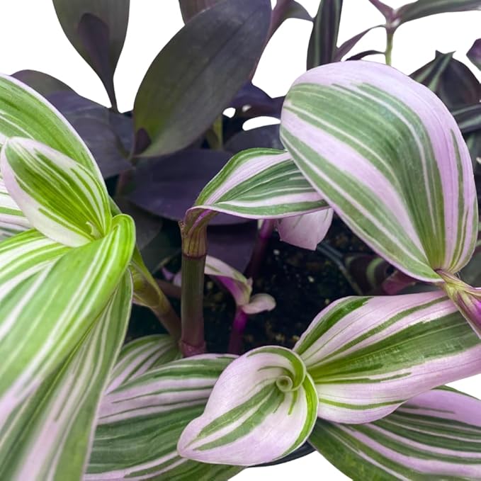 BubbleBlooms Wandering Dude Assortment Tradescantia Variety Set of 3 in 4 inch pots