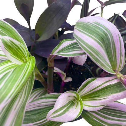 BubbleBlooms Wandering Dude Assortment Tradescantia Variety Set of 3 in 4 inch pots