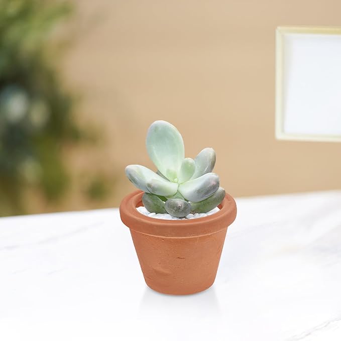 2pcs Mini Terracotta Pots Vintage Style Clay Planters for Succulents Small Indoor Garden Desk and Nursery Use