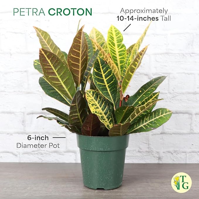 Thorsen's Greenhouse Live Petra Croton Plant, Codiaeum Variegatum, Colorful Foliage, Live Indoor Houselant (Navy, 6-inch Pot)